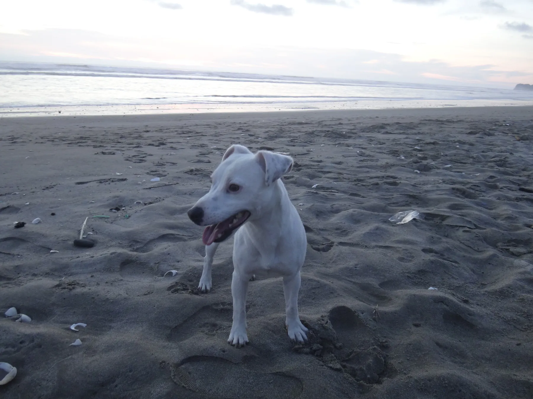 Dog enjoying the open beach in Canoa in front of Sundown Beach Hotel
